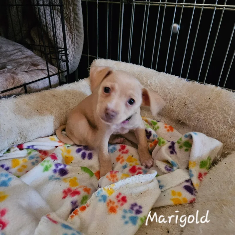 Marigold thumbnail 2