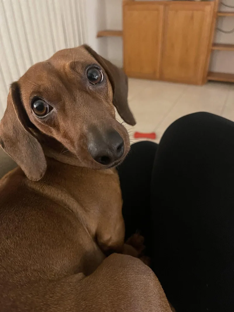 An adult small-sized female Dachshund dog named Mabel for adoption in Los Angeles, CA