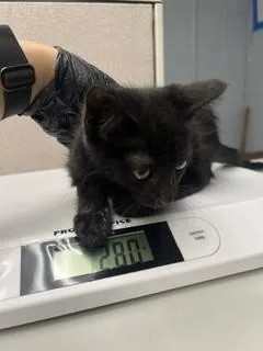 A baby small-sized male Domestic Short Hair cat named Jet for adoption in Stockton, CA