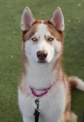 A young medium-sized male Golden Siberian Husky dog named Wavy for adoption in New York, NY