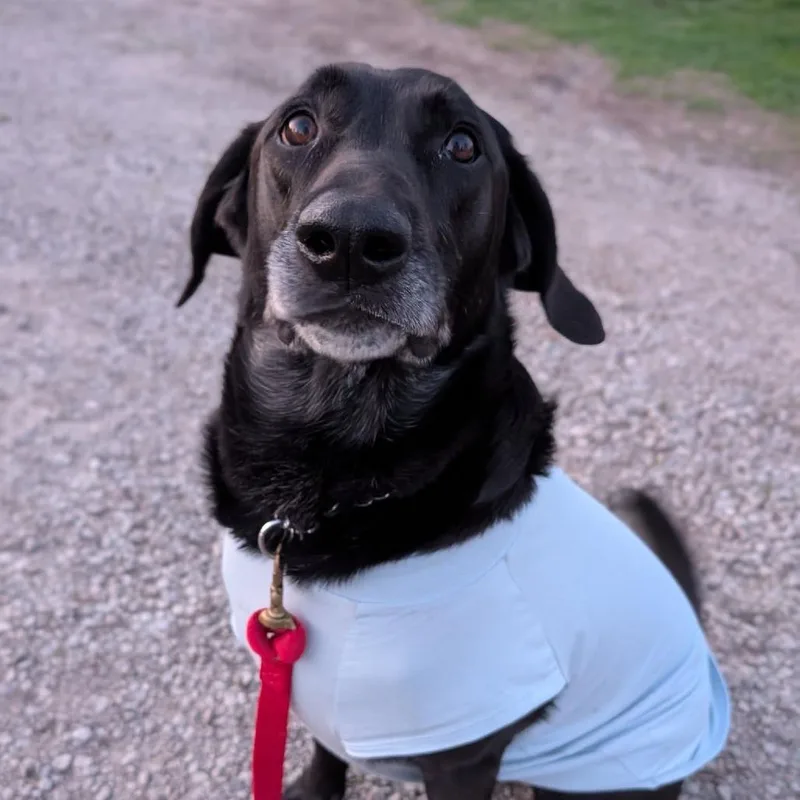 Sampson