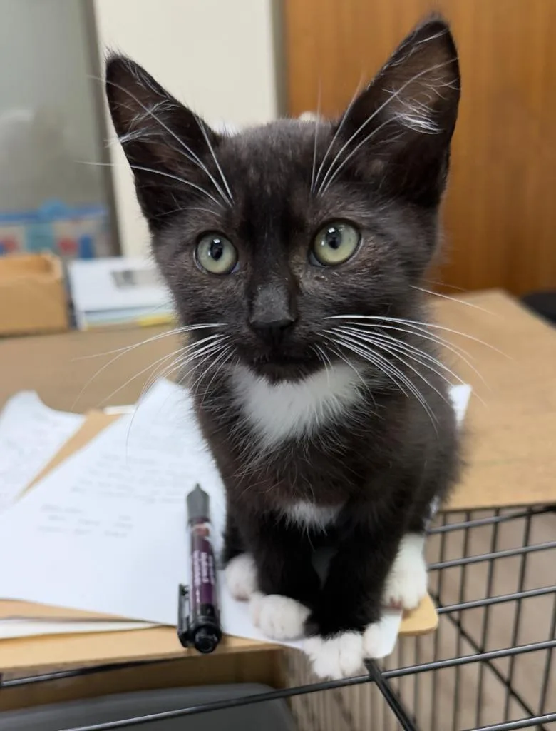 A baby medium-sized male Domestic Short Hair cat named Hughie for adoption in San Pedro, CA