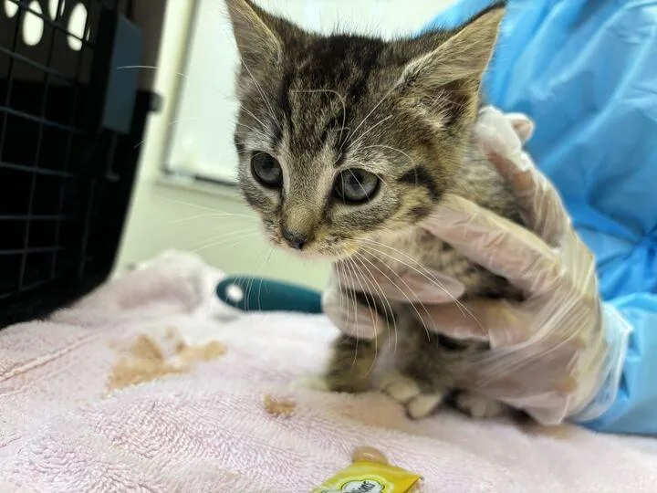 A baby small-sized female Tabby (Brown / Chocolate) Domestic Short Hair cat named Starship for adoption in Raleigh, NC