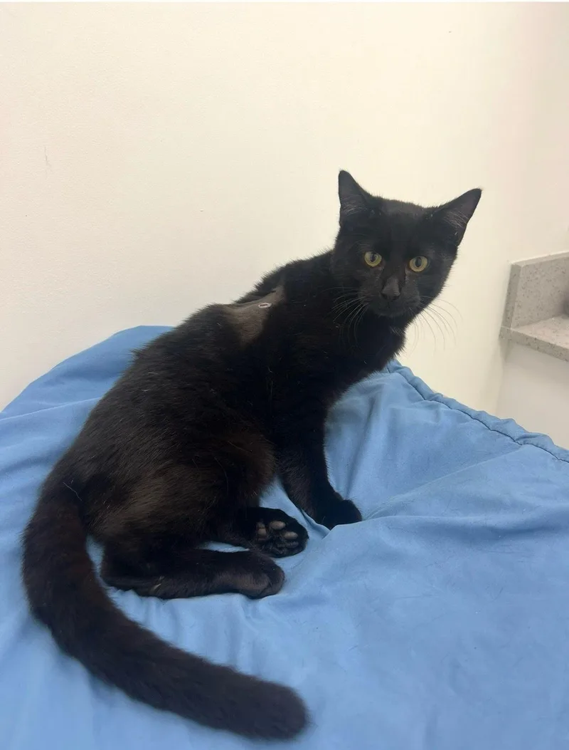 Chicken Nugget thumbnail 2