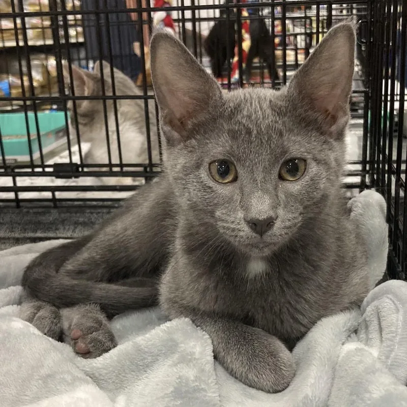 A baby small-sized female Gray / Blue / Silver Domestic Short Hair cat named Arabella for adoption in Springfield, IL