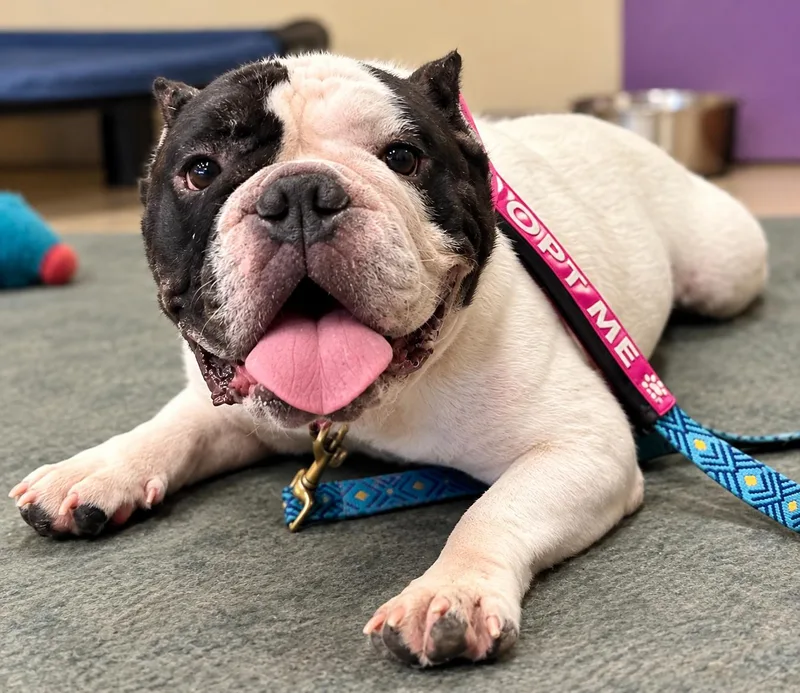 An adult medium-sized male American Bulldog dog named Palmer Potato for adoption in New Orleans, LA