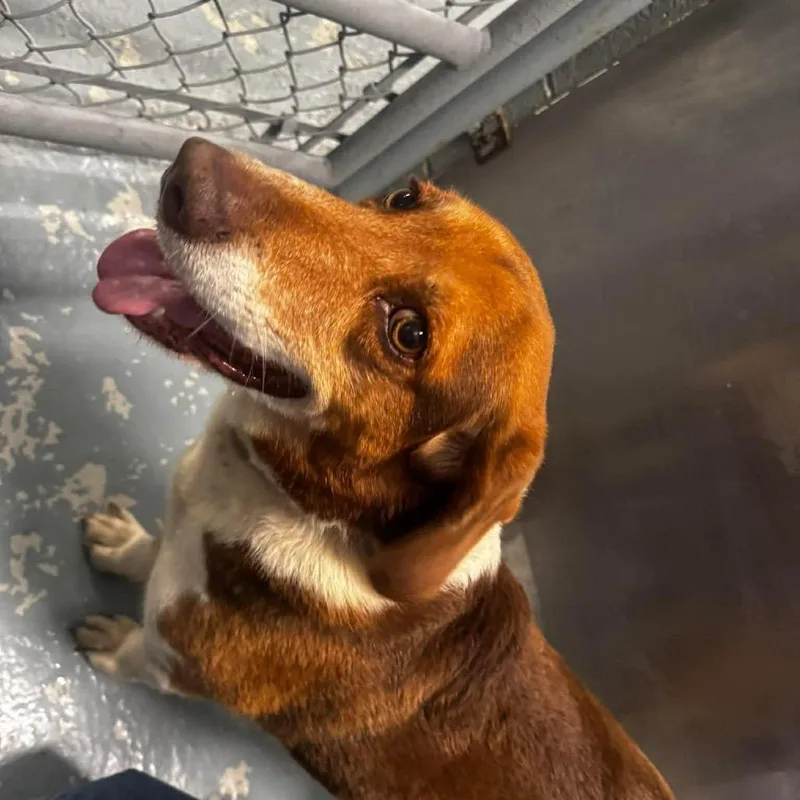 An adult medium-sized male Brown / Chocolate Beagle dog named Walter for adoption in Washington, DC