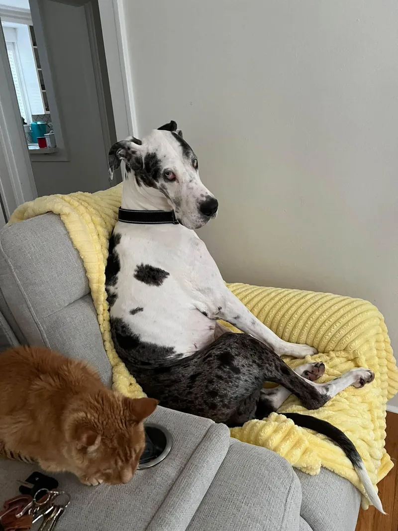 A senior extra large-sized female Great Dane dog named Reyna for adoption in Pensacola, FL