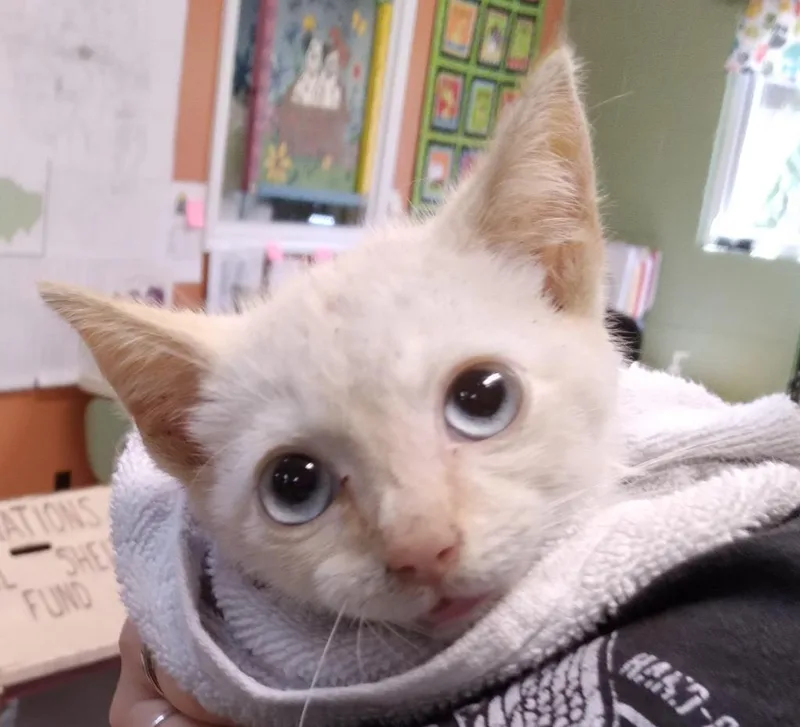 A baby medium-sized male Domestic Short Hair cat named Mojo for adoption in Burnsville, NC