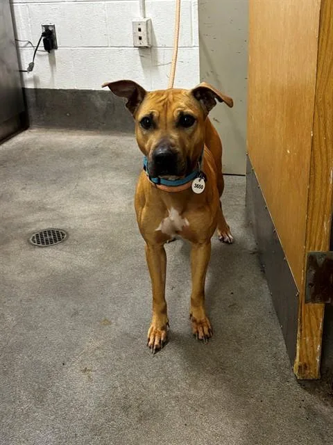 An adult medium-sized female Pit Bull Terrier dog named Raunchy for adoption in Upper Marlboro, MD