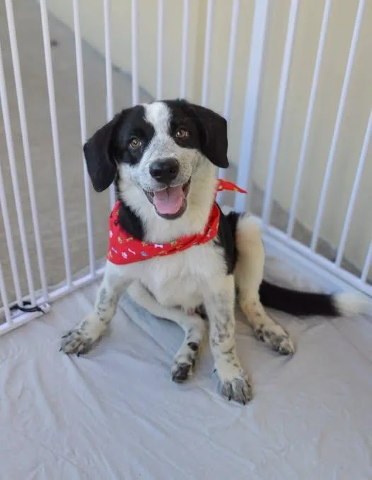 A baby large-sized male Mixed Breed dog named Pitter for adoption in McKinney, TX