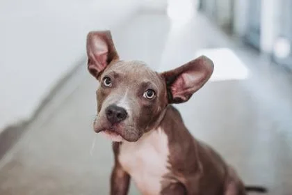 A young small-sized male American Staffordshire Terrier dog named a Arlo for adoption in North Charleston, SC