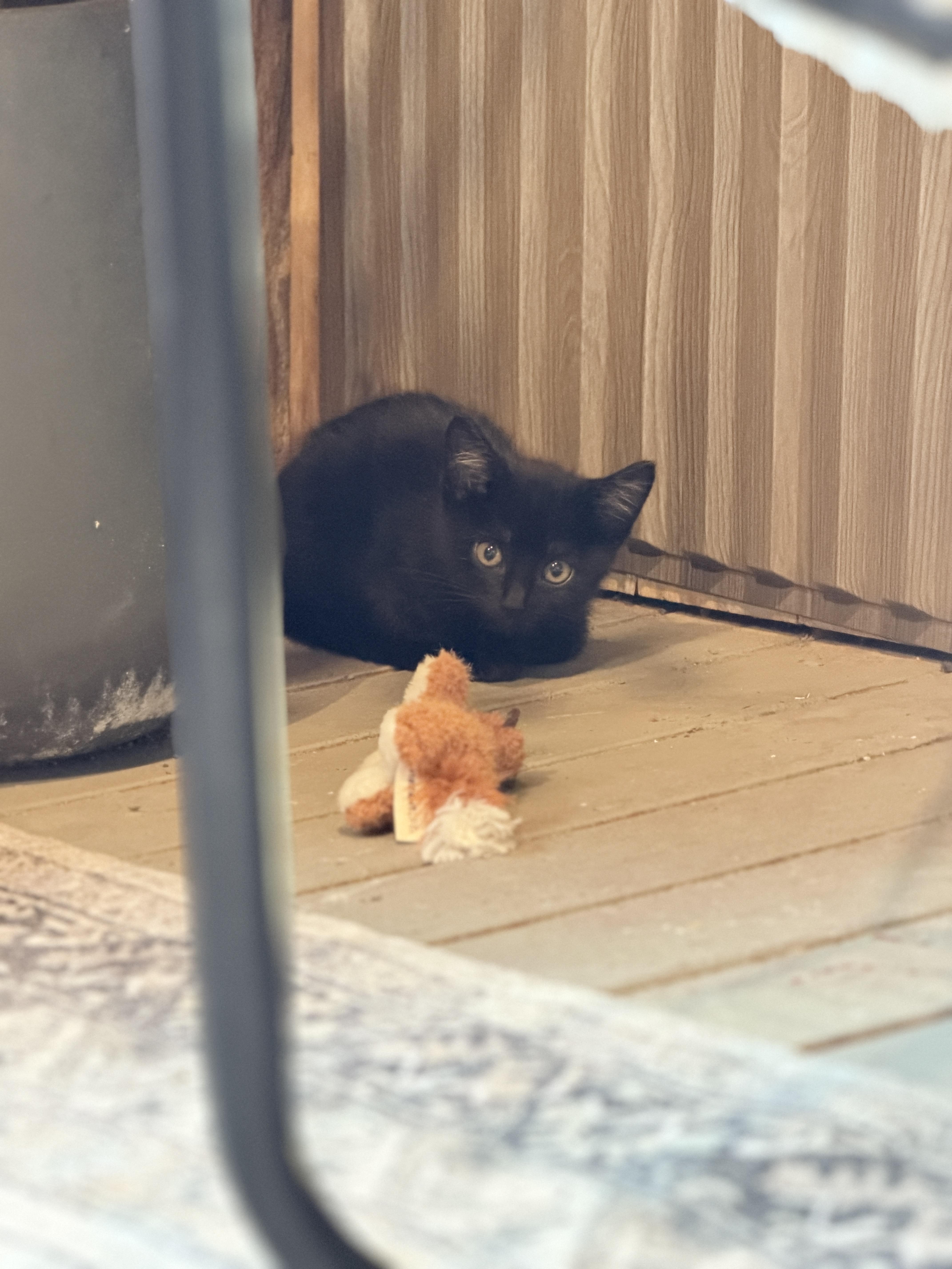 A baby medium-sized male Black Domestic Short Hair cat named Orion for adoption