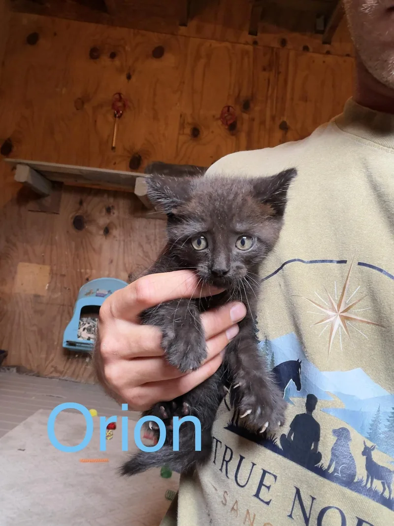 Orion thumbnail 2