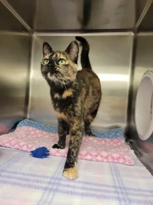 An adult medium-sized female Domestic Short Hair cat named Gingersnap for adoption in Fergus Falls, MN