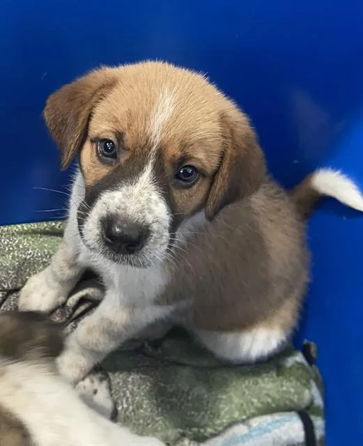 A baby large-sized female Mixed Breed dog named Dindrane for adoption in Dallas, TX