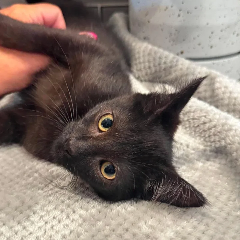 A baby small-sized male Smoke Domestic Short Hair cat named Bane for adoption in Plainfield, IL