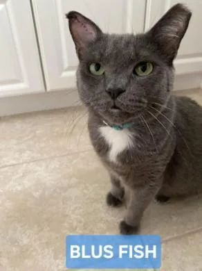 Blue Marlin thumbnail 3