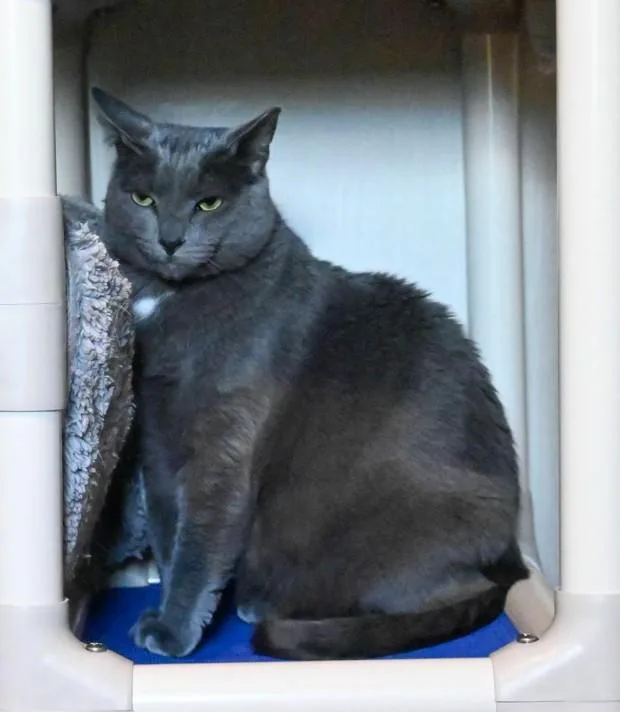 Blue Marlin thumbnail 5