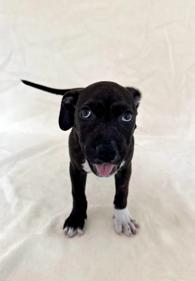 A young medium-sized male Terrier dog named Sprinkles for adoption in Buffalo, MN