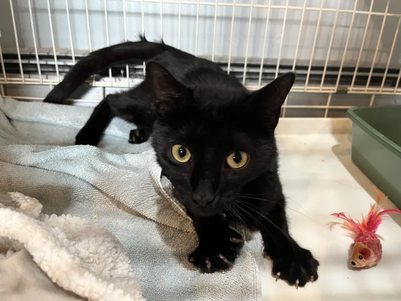 An adult medium-sized female Black Domestic Short Hair cat named Klum for adoption in Salisbury, MA