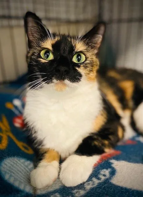 An adult medium-sized female Domestic Short Hair cat named Murielle for adoption in Duxbury, MA