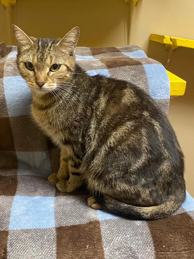 An adult medium-sized female Domestic Short Hair cat named Matcha for adoption in Maryville, MO