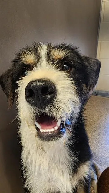 A young medium-sized male Schnauzer dog named Cookie for adoption in Albuquerque, NM