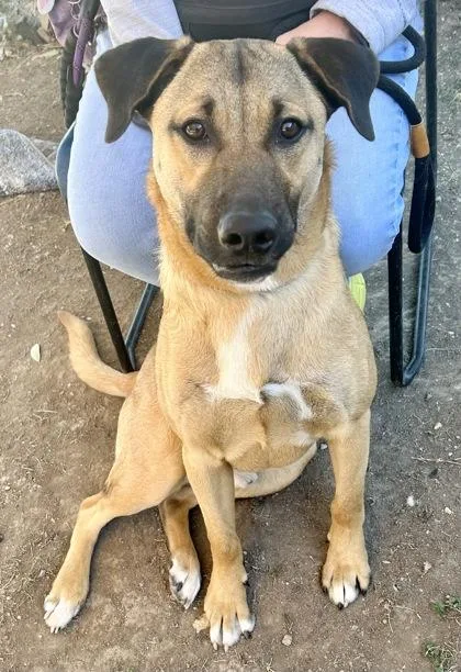 A young medium-sized male Yellow / Tan / Blond / Fawn Mixed Breed dog named Armando for adoption in Georgetown, TX