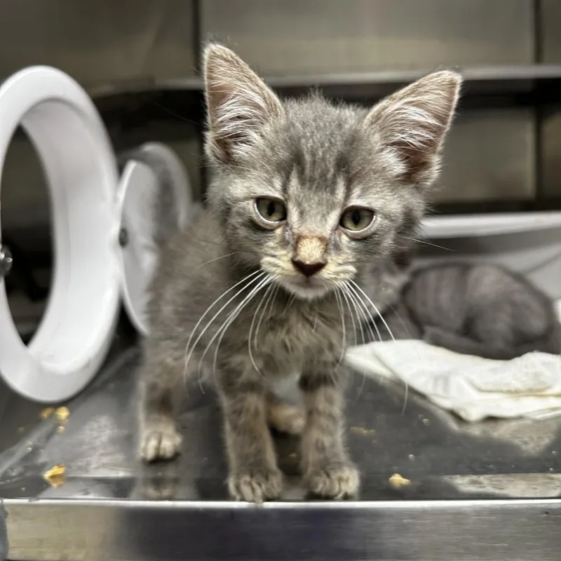 A baby small-sized male Gray / Blue / Silver Domestic Short Hair cat named Maskie for adoption in Blue Ridge, GA