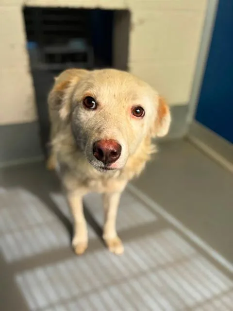 A young medium-sized male Australian Shepherd dog named Haku for adoption in Visalia, CA