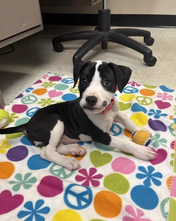 A baby small-sized female Pit Bull Terrier dog named Jessie for adoption in Millersville, MD