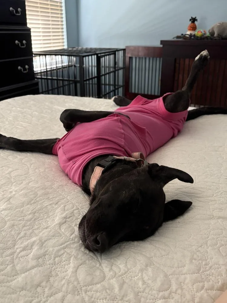 A baby medium-sized female Labrador Retriever dog named Delilah for adoption in Boston, MA