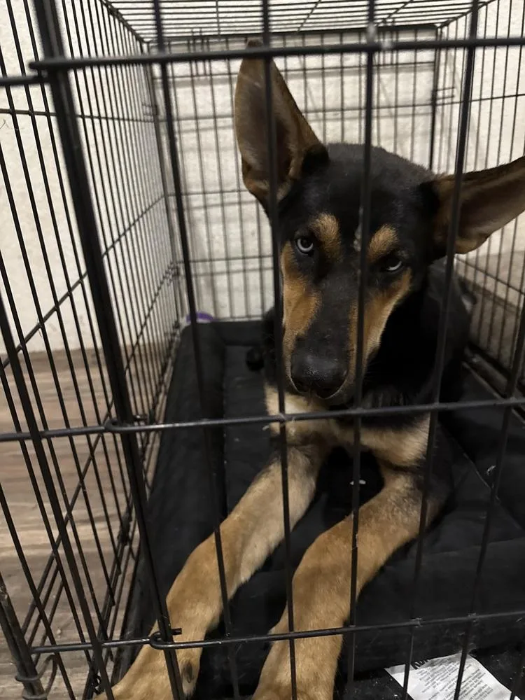 A baby large-sized male Brown / Chocolate Shepherd dog named Bowie for adoption in Redlands, CA