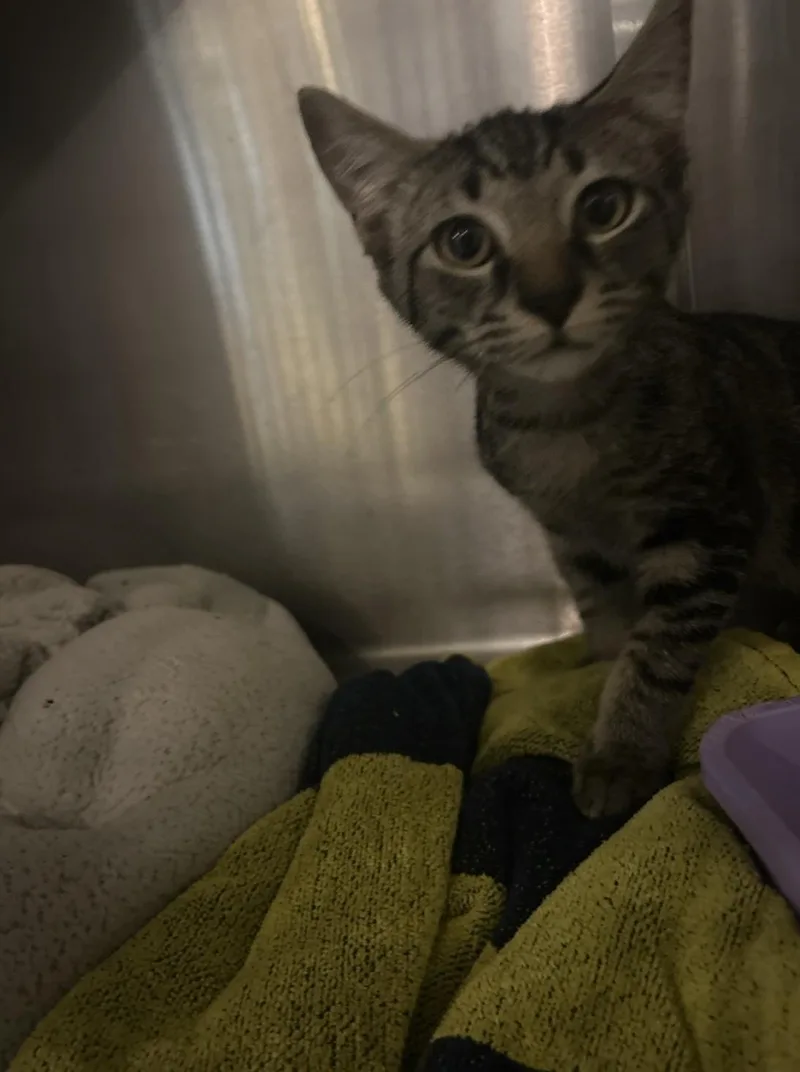 A baby medium-sized male Tabby (Gray / Blue / Silver) Domestic Short Hair cat named Caviar for adoption in Charleston, SC
