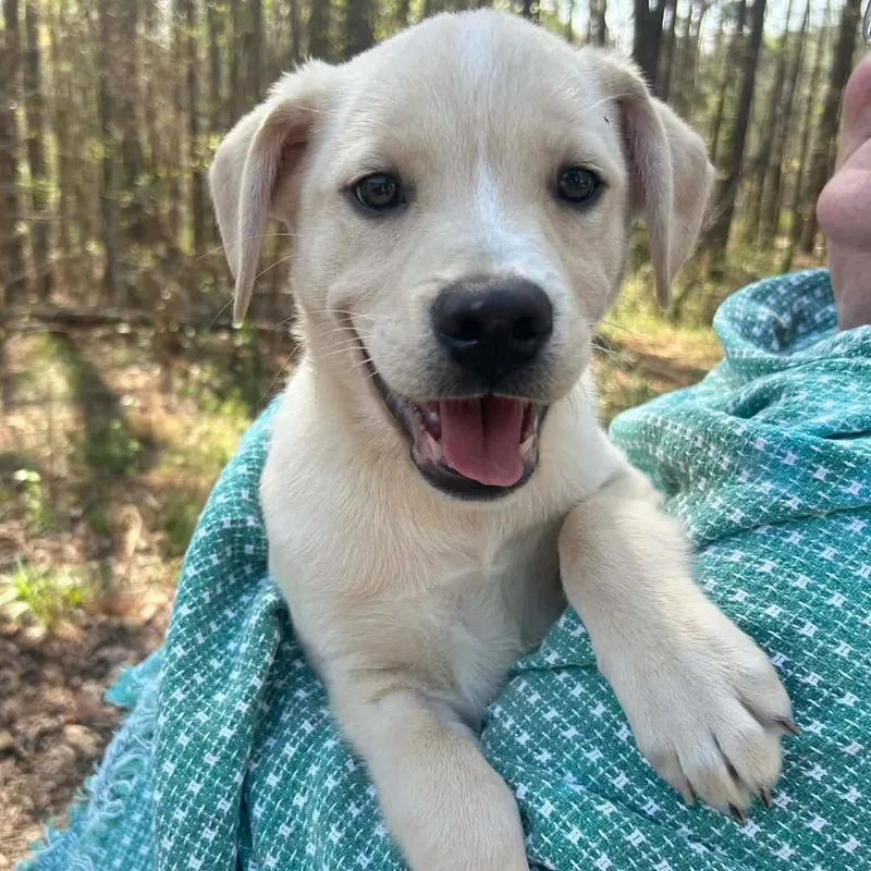 A baby medium-sized male Yellow / Tan / Blond / Fawn Mixed Breed dog named Preston for adoption in Yaphank, NY