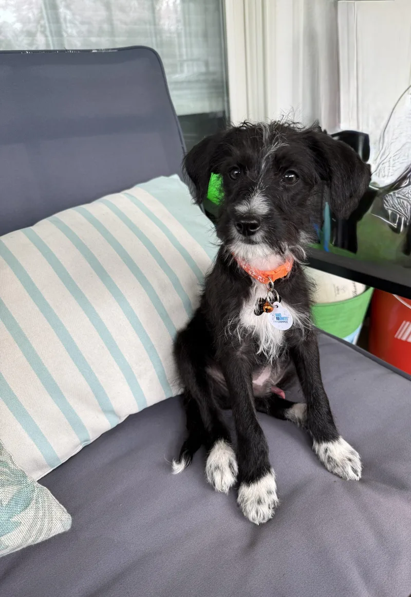 Maverick thumbnail 2