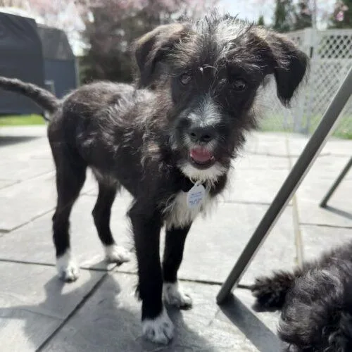 Maverick thumbnail 3