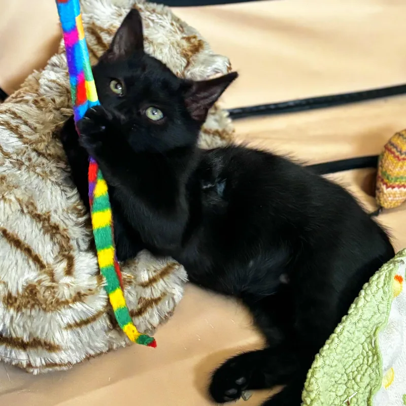 A baby small-sized female Black Domestic Medium Hair cat named Moxie Richards for adoption in Morrison, CO