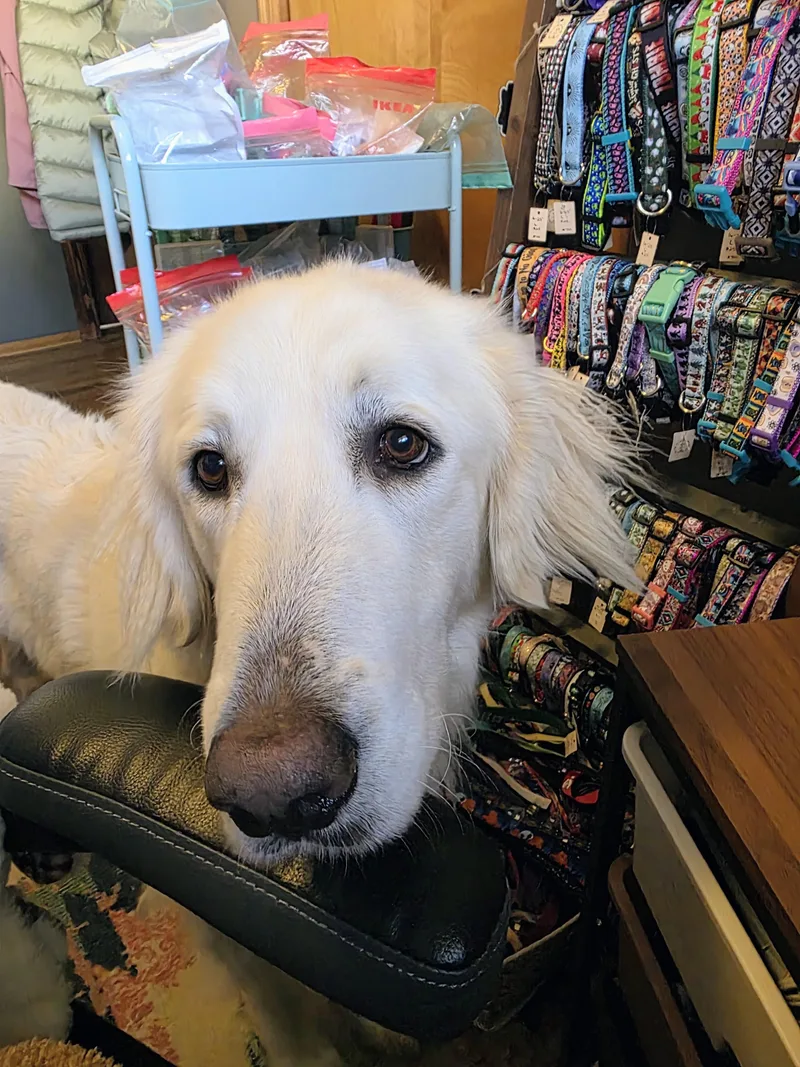 An adult large-sized female White / Cream Great Pyrenees dog named Dovie for adoption in Angleton, TX