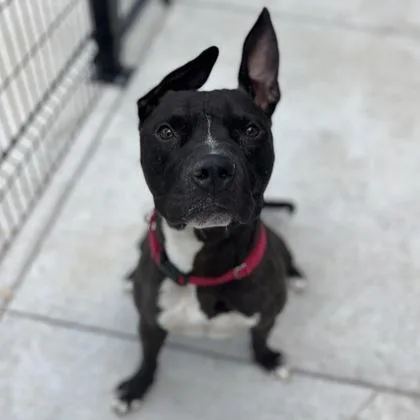 An adult large-sized male Mixed Breed dog named Moose for adoption in Janesville, WI