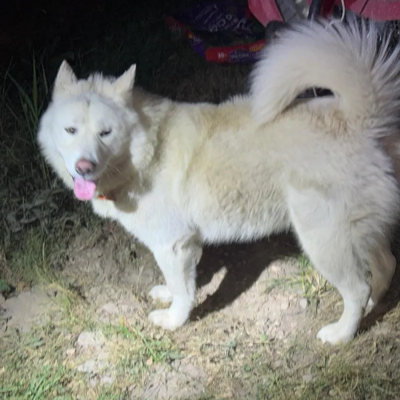 An adult large-sized male White / Cream Siberian Husky dog named Zeus for adoption in West Plains, MO