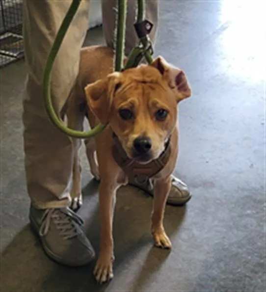 A young medium-sized male Mixed Breed dog named Scrappi for adoption in Los Angeles, CA