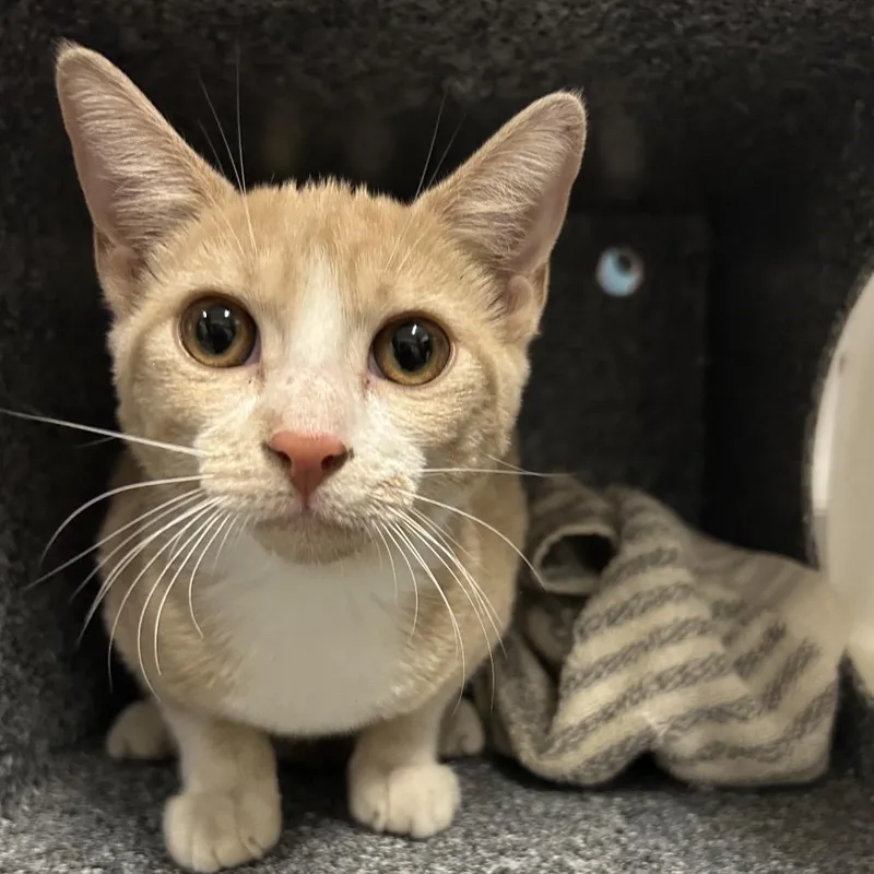 A young small-sized female Orange / Red Domestic Short Hair cat named Annie for adoption in League City, TX