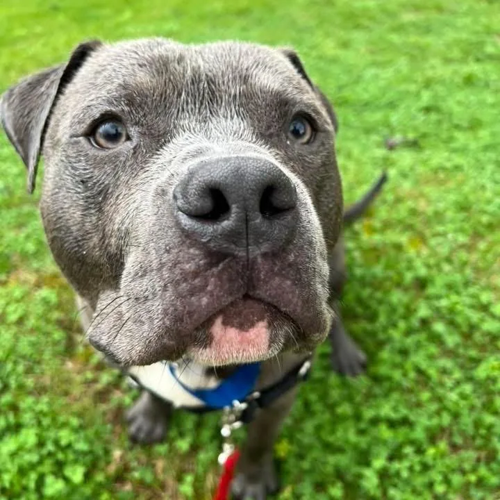 An adult large-sized male Gray / Blue / Silver Mixed Breed dog named Neville for adoption in Pittsburgh, PA