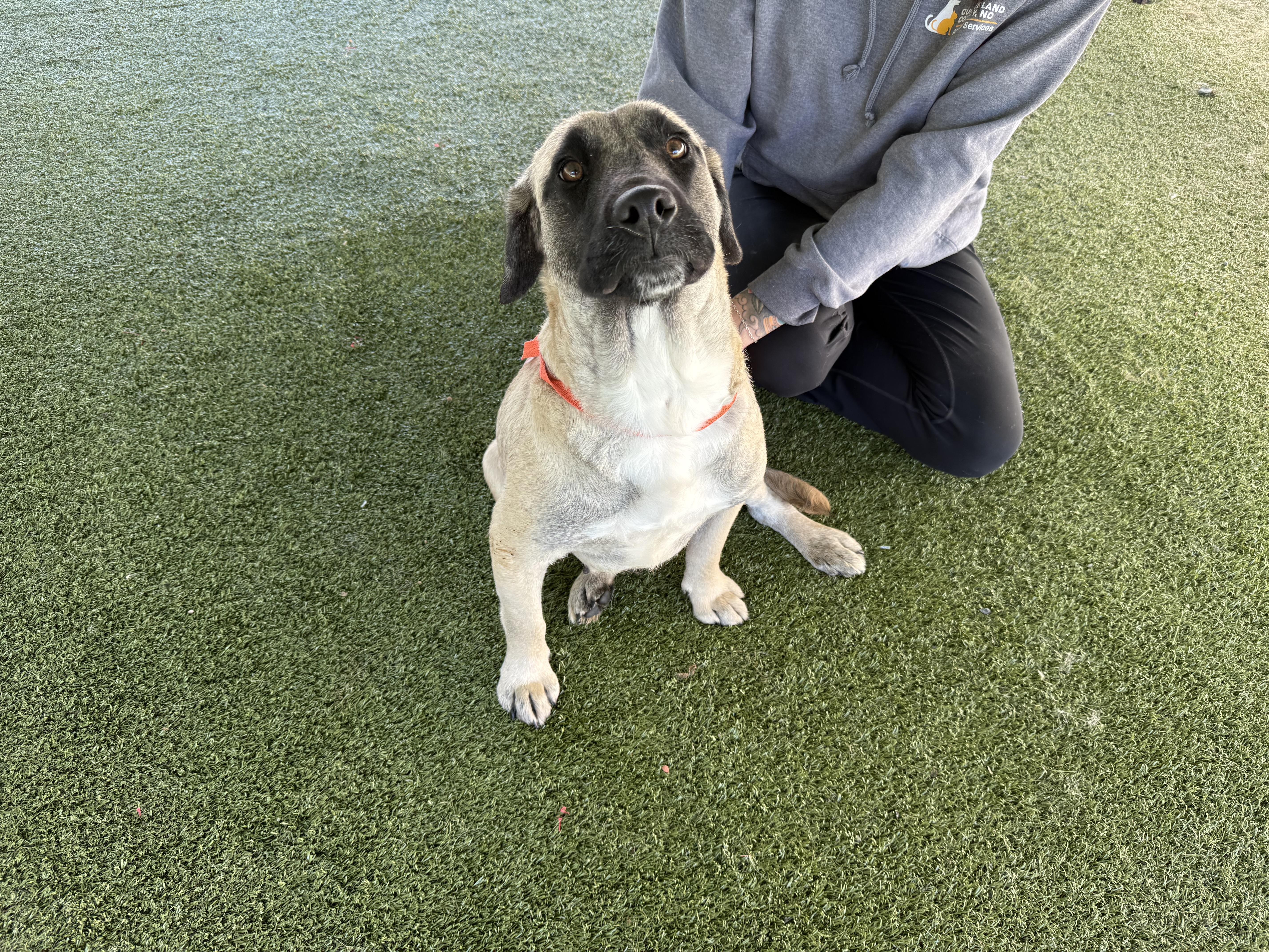 An adult large-sized female German Shepherd Dog dog named Mars for adoption in Hillsborough, NC