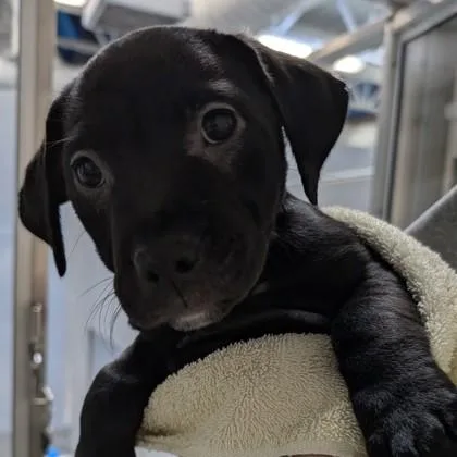 A baby small-sized male Mixed Breed dog named Sully for adoption in Voorhees, NJ