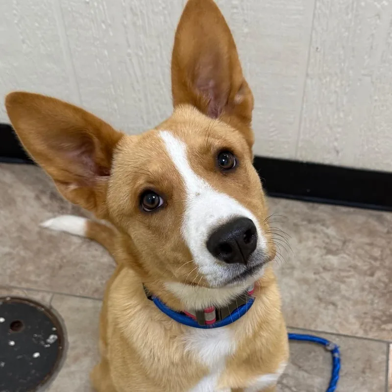 A young medium-sized female Yellow / Tan / Blond / Fawn Pointer dog named Molly for adoption in Tulsa, OK