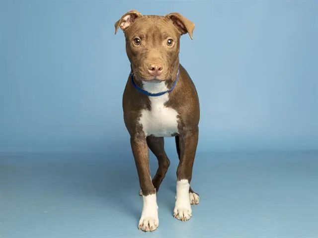 A young small-sized female Pit Bull Terrier dog named Lola for adoption in Phoenix, AZ