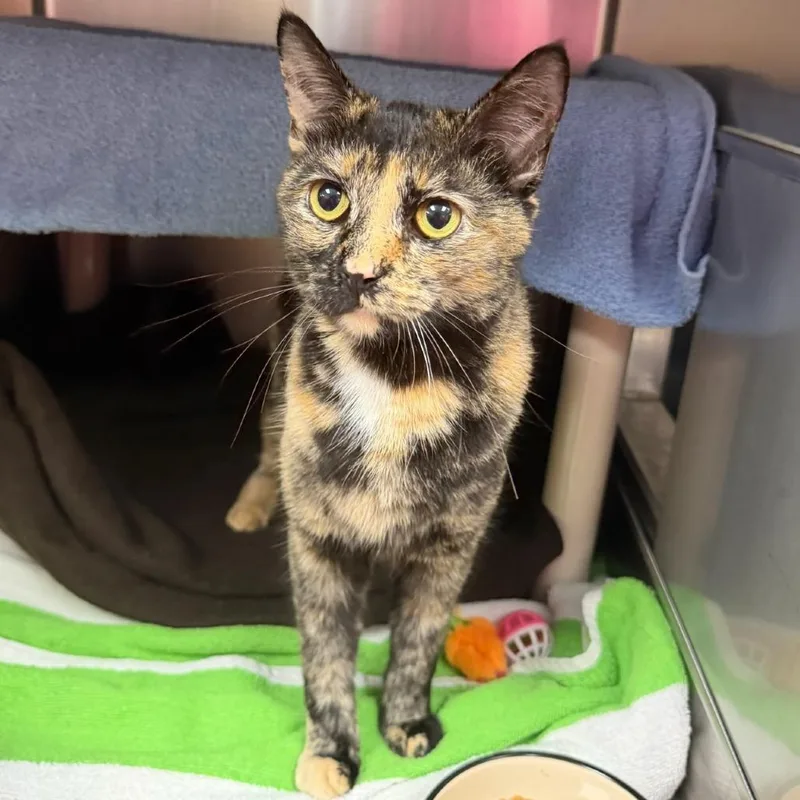 An adult medium-sized female Tortoiseshell Domestic Short Hair cat named Kyomi for adoption in Springfield, MA